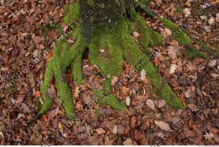 roots mossy 0011
